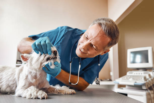 Best Emergency Root Canal Treatment in Ivins, UT